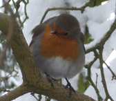 Robin